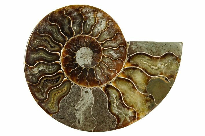 Cut & Polished Ammonite Fossil (Half) - Madagascar #369591